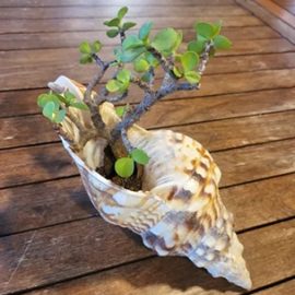 The shell corresponds to reality