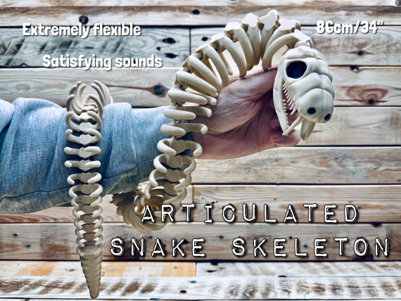 Articulated skeleton of a snake